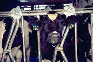 The Hidden Horrors in Dairy - Mercy For Animals
