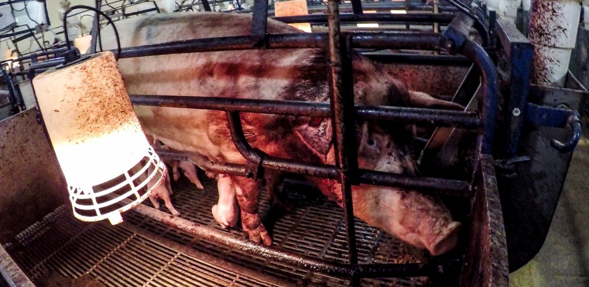 Criminal Animal Abuse Exposed at Major Pig Factory Farm