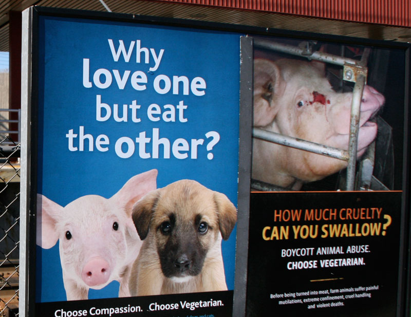 Powerful New MFA Pro-Veg Ad Campaign Hits New Jersey - Mercy For Animals