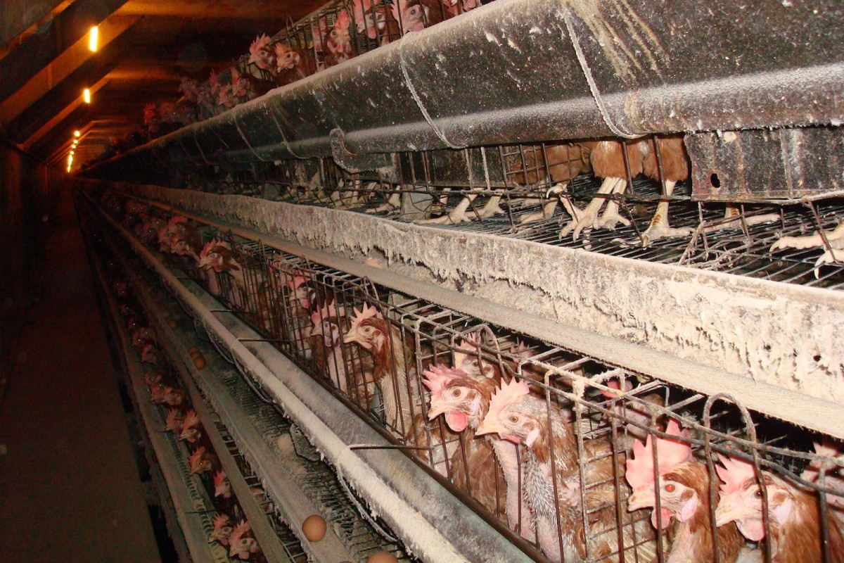 Egg Industry: Cage-Free Future Inevitable