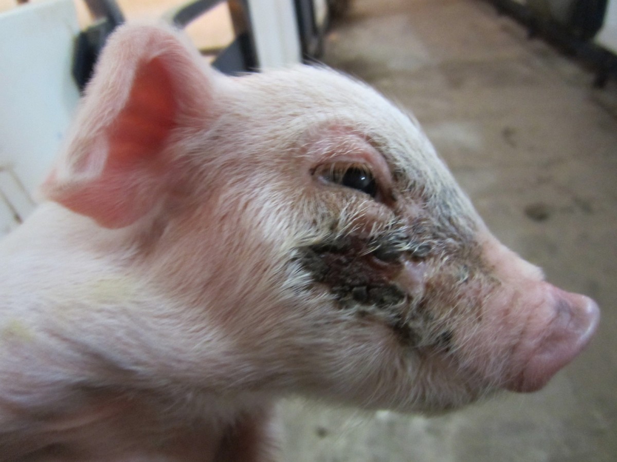 Federal Laws That Are Supposed to Protect Farmed Animals Are Useless. Hereâ€™s Why: