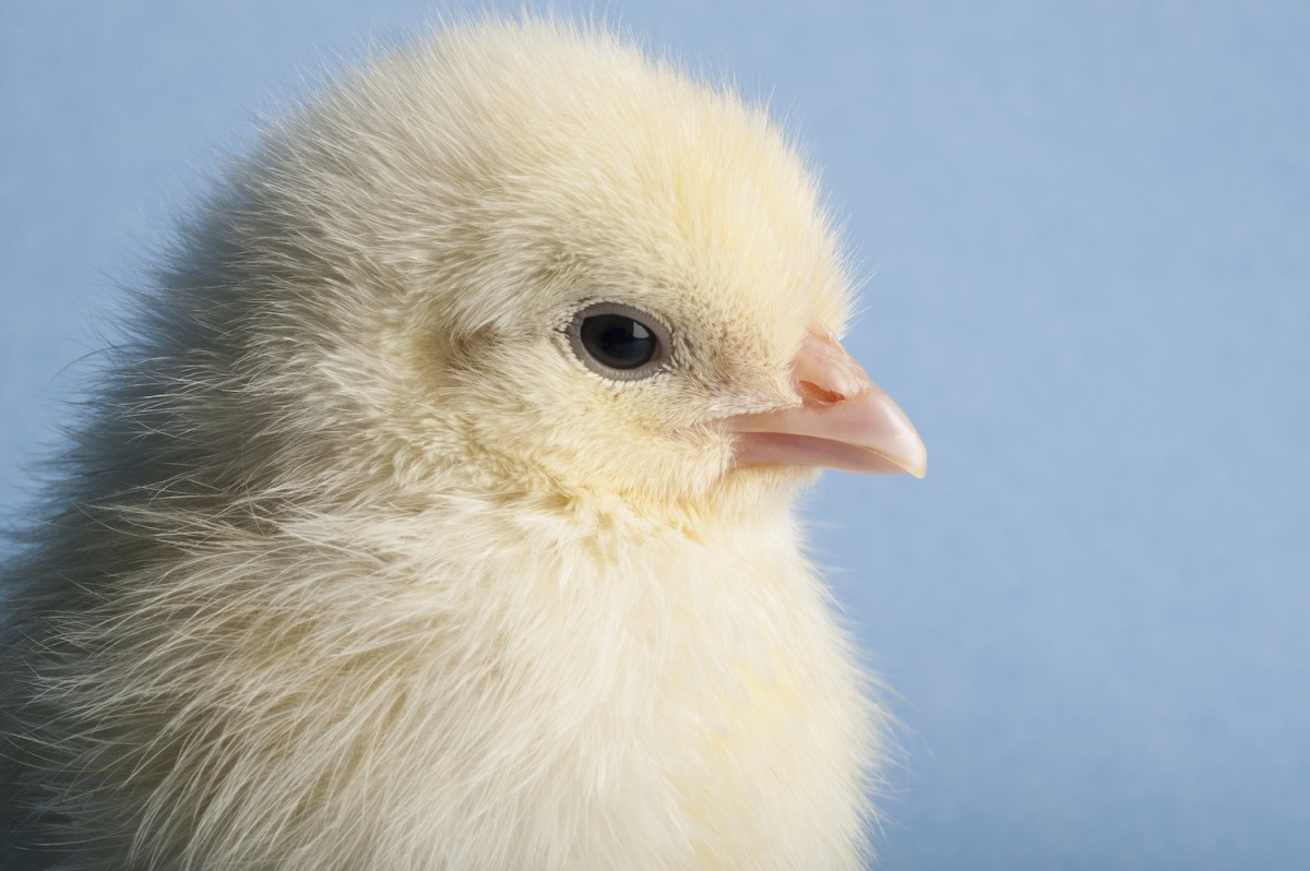 McDonaldâ€™s Adopts Cage-Free Egg Policy Following Mercy For Animals Investigations
