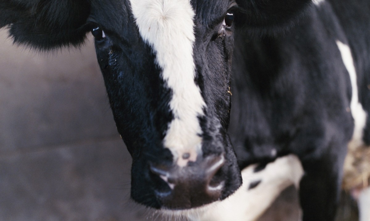 Hereâ€™s the #1 Reason to Stop Eating Dairy