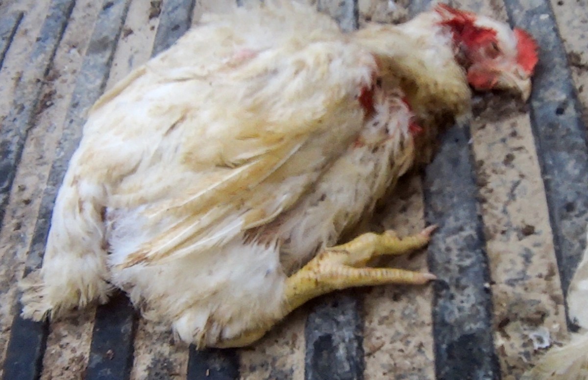 McDonaldâ€™s McNuggets Supplier Charged With Criminal Animal Cruelty Following MFA Investigation