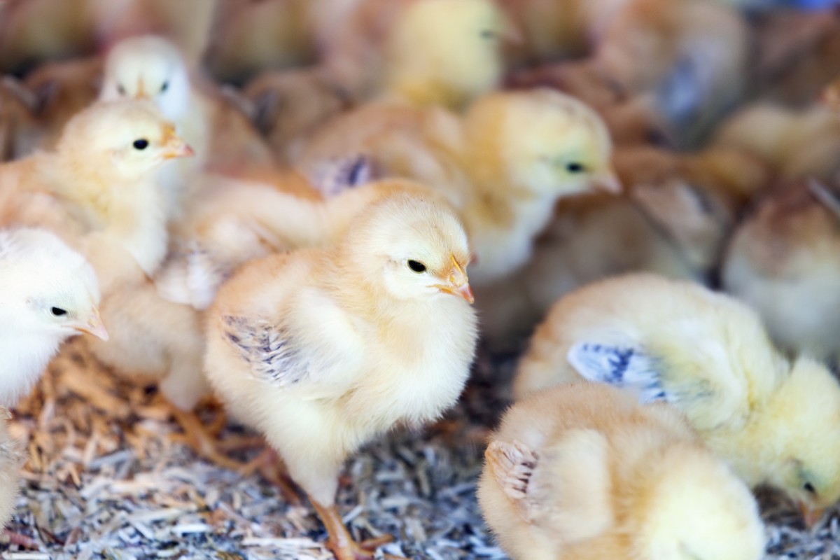 Good News for Birds! Lab-Grown Chicken Breast in the Works