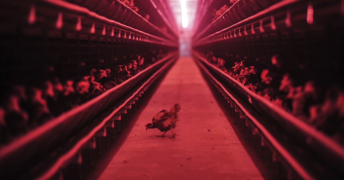 9 Reasons Eggs Are the Cruelest Food on the Mercy For Animals