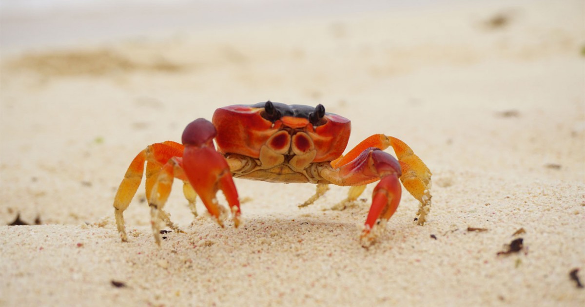 Karma? Woman Contracts Flesh-Eating Bacteria After Cooking Live Crabs ...