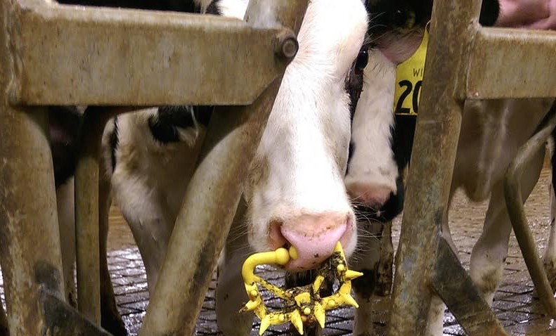 Dollop of Cruelty: Animal Abuse Exposed at Daisy Brand Dairy