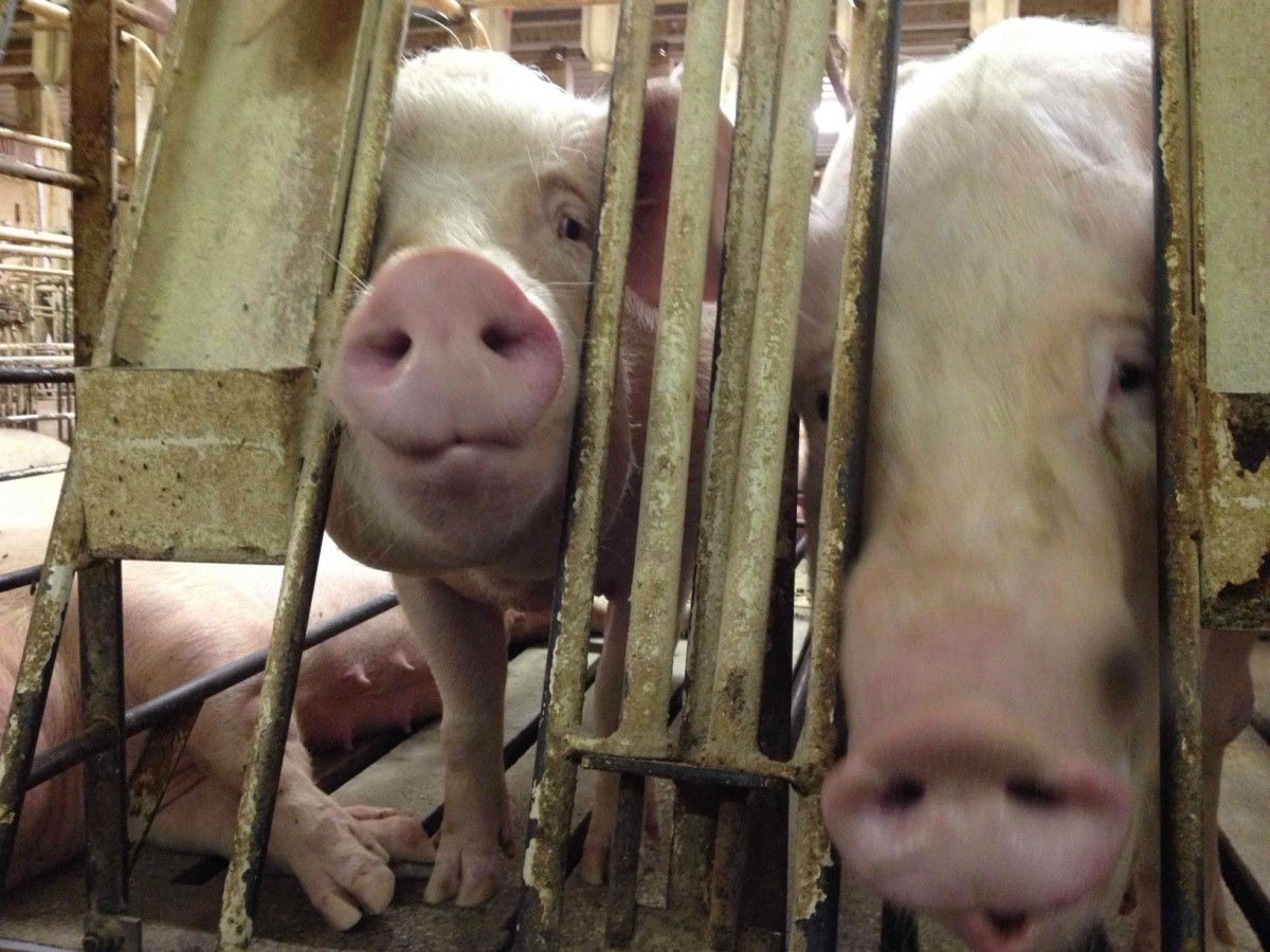 Donâ€™t Be Fooled: Antibiotic-Free Doesnâ€™t Mean Cruelty-Free