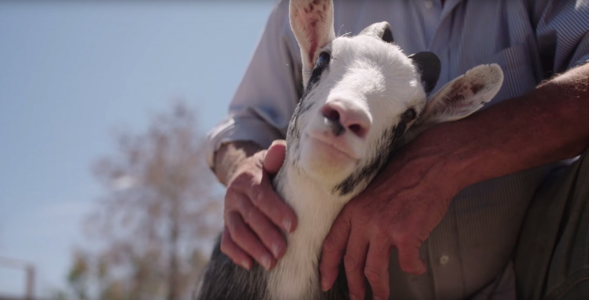 VIDEO: Hope The Blind Goat