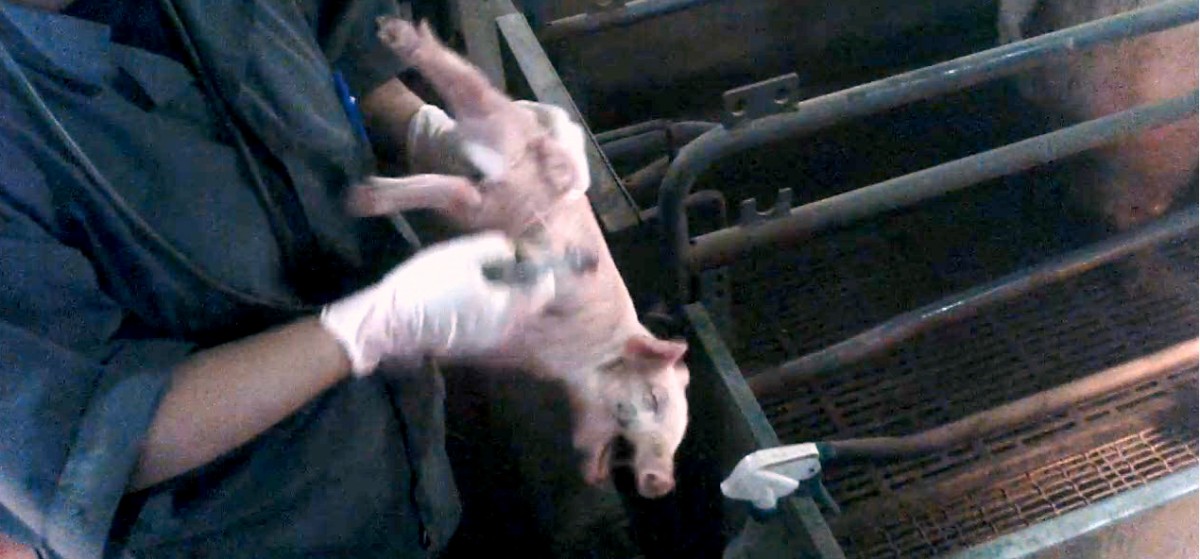 7 Factory Farming Practices Straight out of a Horror Film