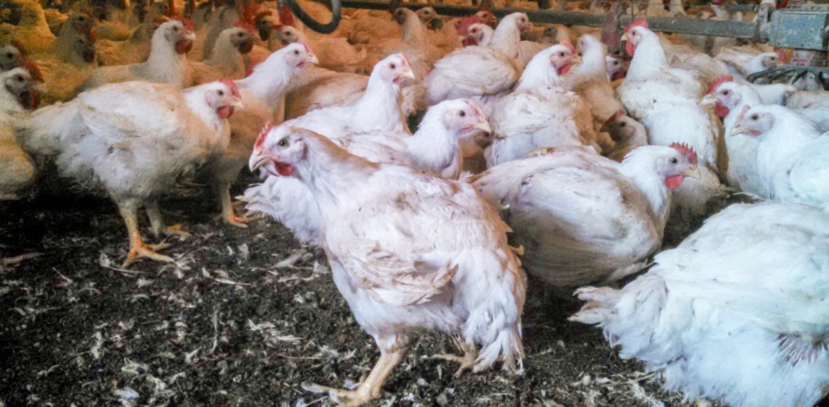 BREAKING: McDonaldâ€™s McNuggets Supplier Convicted of Animal Cruelty Following MFA Investigation