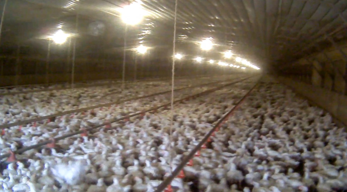 HORROR! 41,000 Chickens Suffocate in Tragic Farm Power Outage