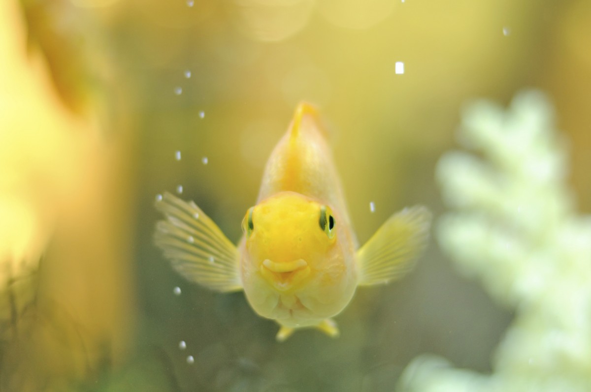 New Study: Fish Work Together, Look Out for Each Other