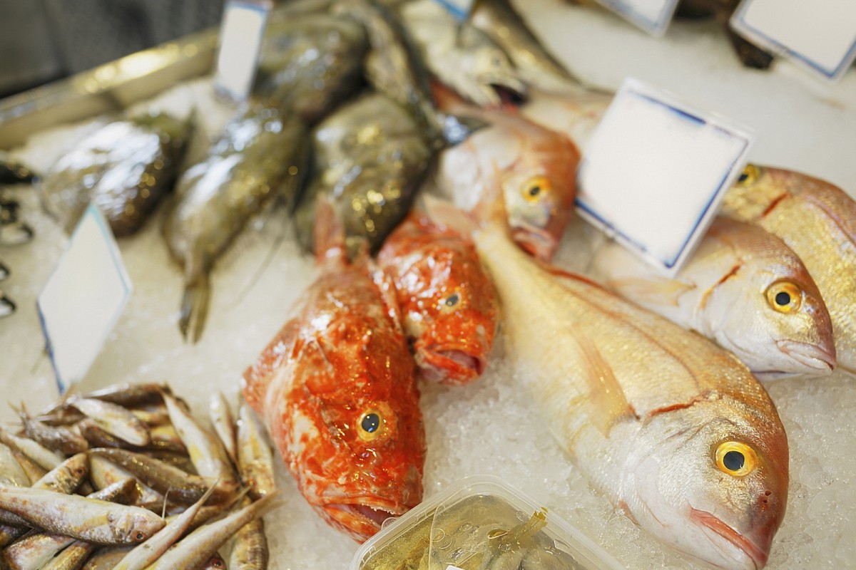 So Sad: Researchers Find 25 Percent of Fish Have Plastic in Their Guts
