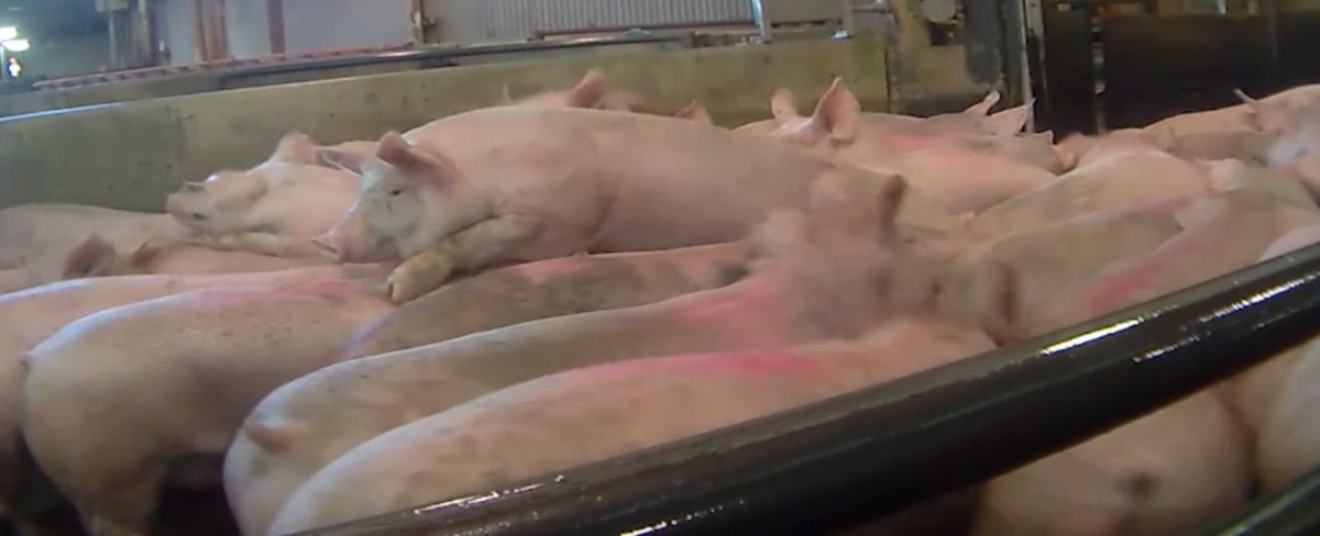 Secret Video Exposes High-Speed Torture in the Pork Industry
