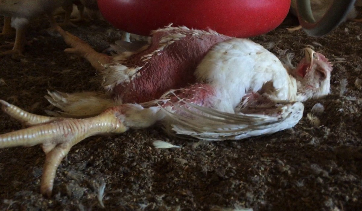 Foster Farms Turkeys Pardoned by President While Company Tortures Other Birds