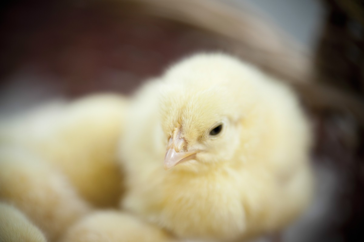 BREAKING: Costco Commits to Going Cage-Free After Months of Pressure