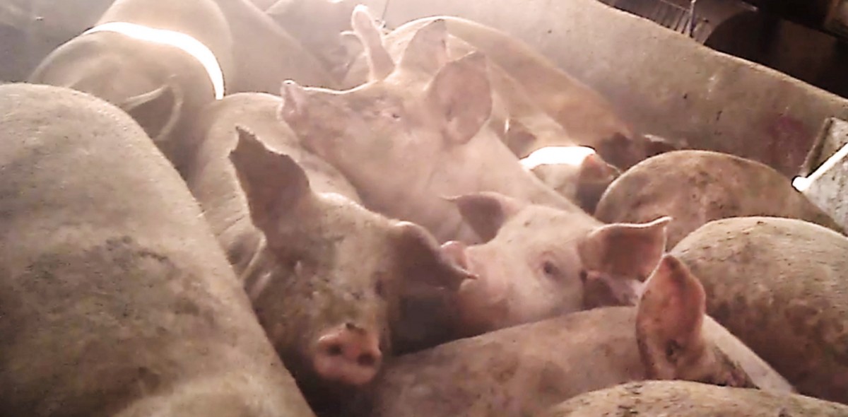 HORROR SHOW: Factory Farmers Feed Feces and Dead Pigs to Other Pigs
