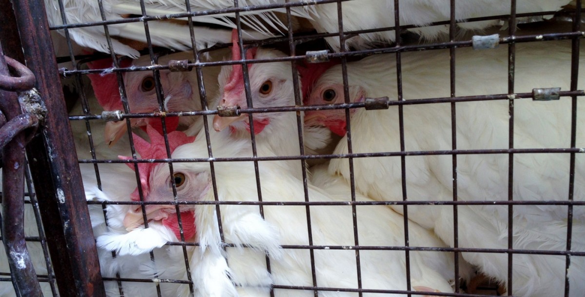 Report: Factory Farming Is a Bad Choice for Investors