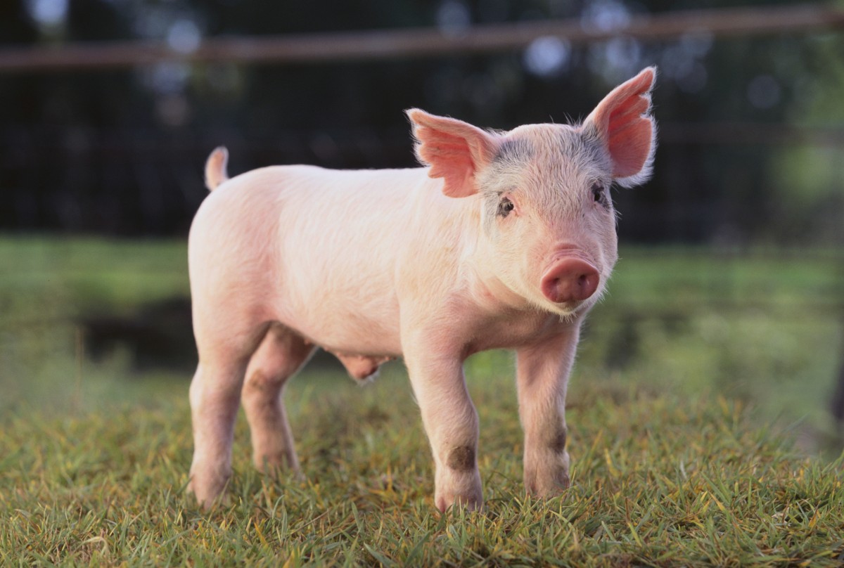 How You Helped MFA Change the Game for Farmed Animals in 2015