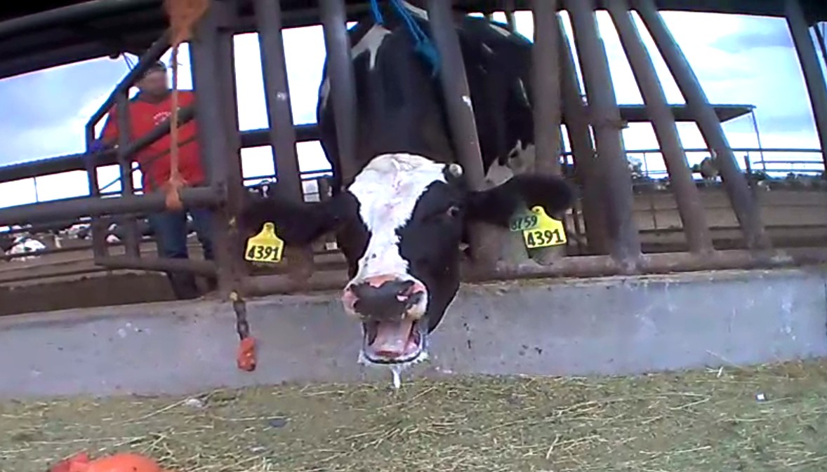 GUILTY! Dairy Worker Convicted of Animal Cruelty Following MFA Undercover Investigation