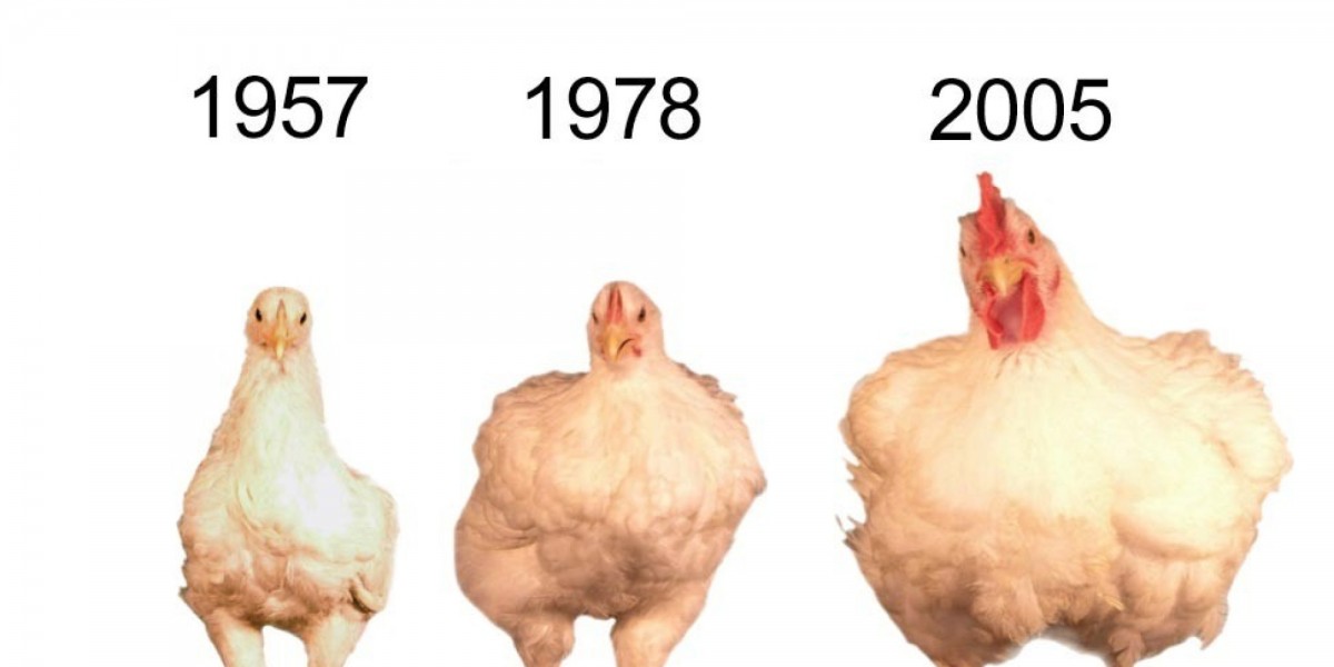 Look What the Meat Industry Has Done to Chickens