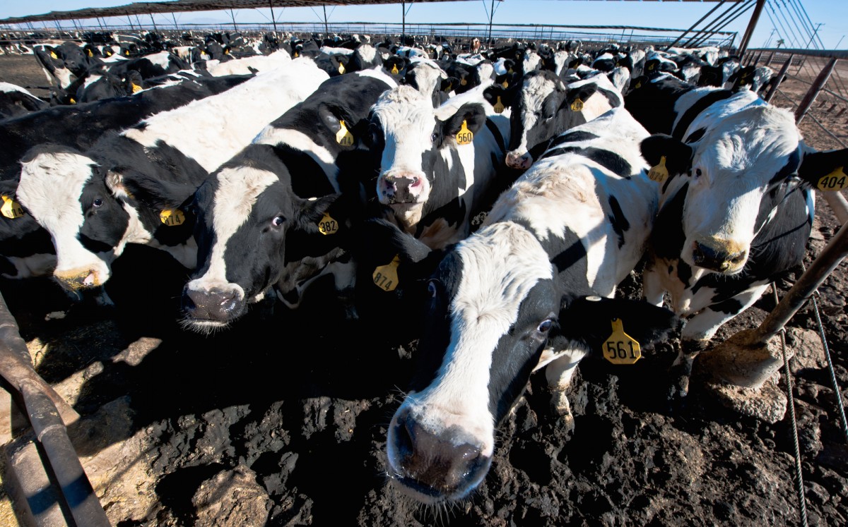 WTF?! EPA Exempts Factory Farms From Emission Reports