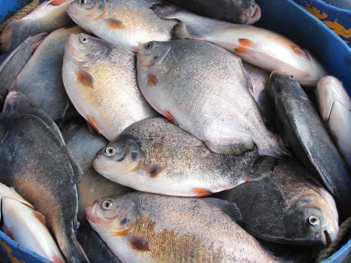 U.S. to Ramp Up Offshore Fish Farming