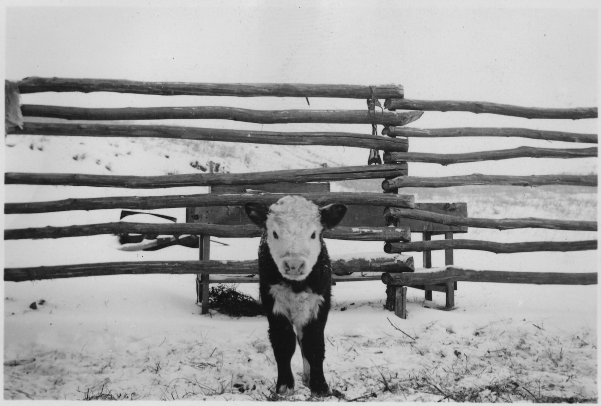 More Than 35,000 Dairy Cows Freeze to Death in Texas Blizzard