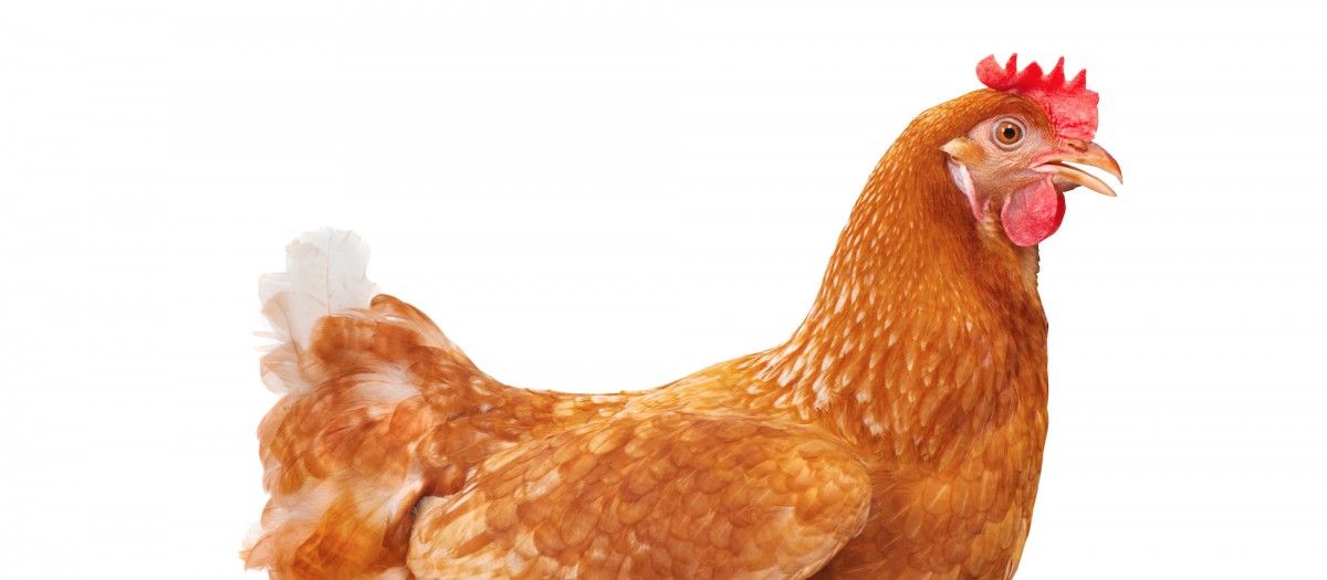 Progress! Wendyâ€™s Switches to Cage-Free Eggs Following MFA Petition
