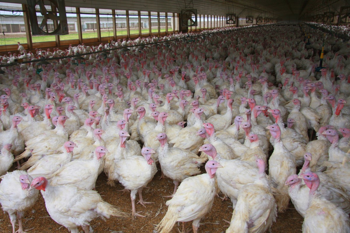 Hell on Earth: Poultry Farms Shut Off Ventilation, Birds Die of Suffocation