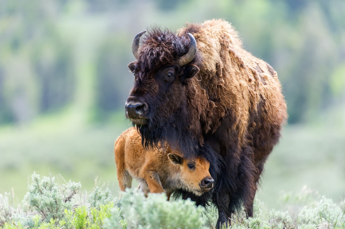 Government to Kill 900 Wild Bison to Protect Cattle Rancher Profits