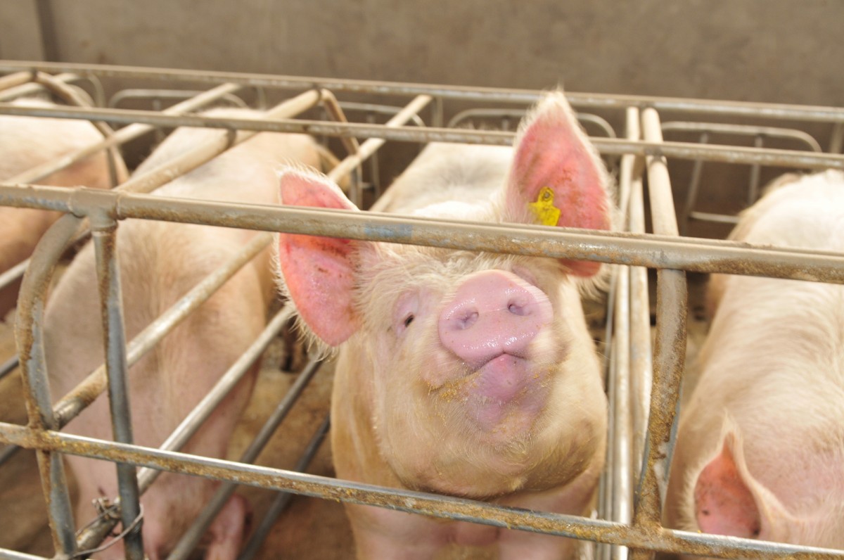 Pork Lobby Introduces Crisis Alert Service for Farmers â€“ Should Be For Pigs