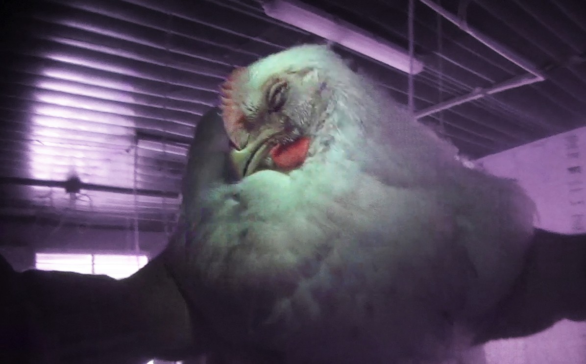GUILTY! Perdue Factory Farmer Convicted of Animal Cruelty