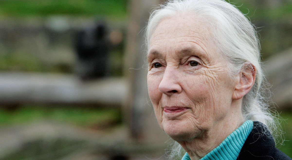 Badass Jane Goodall Blasts Animal Ag and Promotes Vegetarianism
