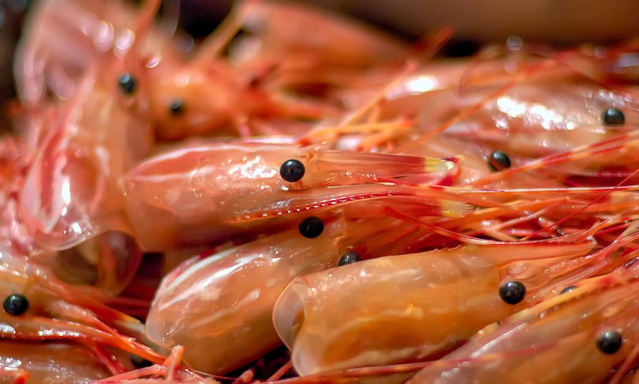 How the Shrimp Industry Is Destroying the Environment