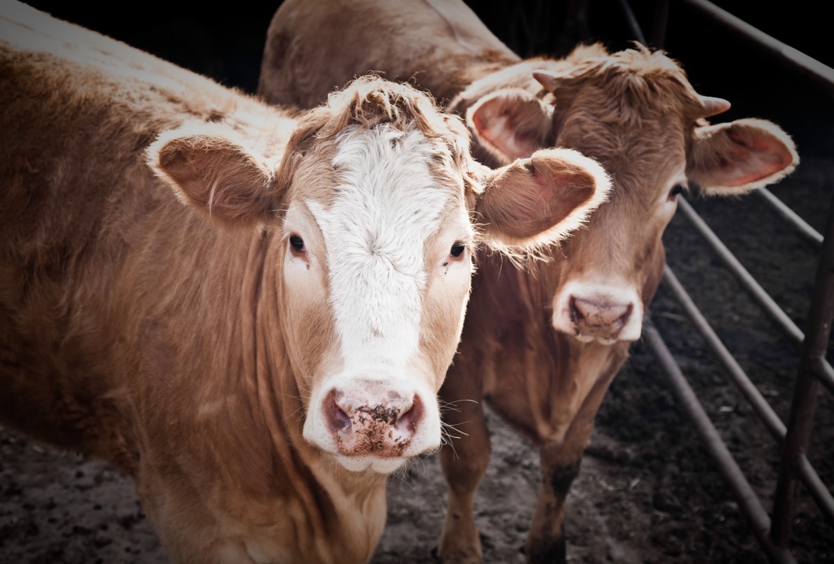 10 Things That Happen to Farmed Animals Every Day That You Won't Believe are Legal