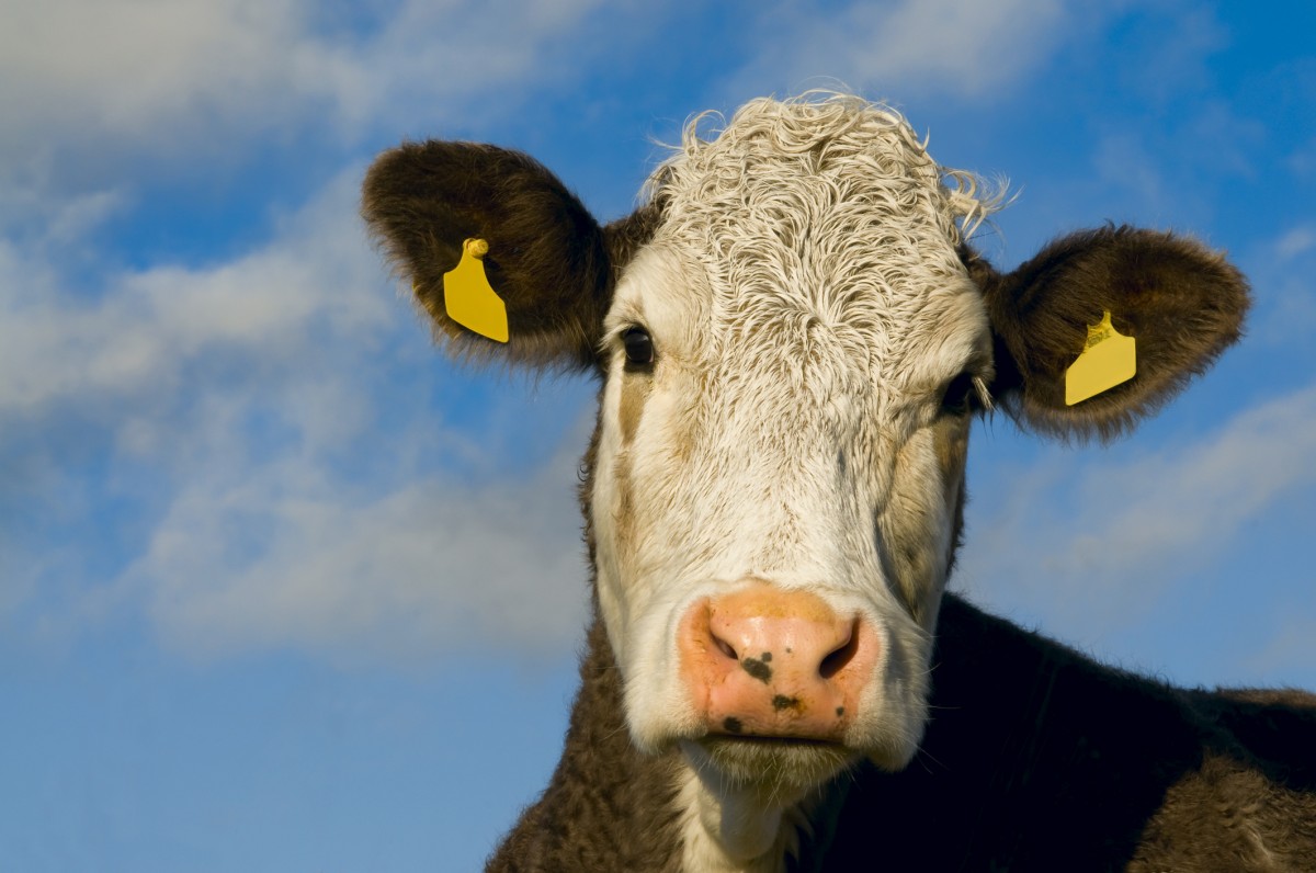 New York Times: Is a Cow a â€œWhoâ€ or a â€œThat?â€
