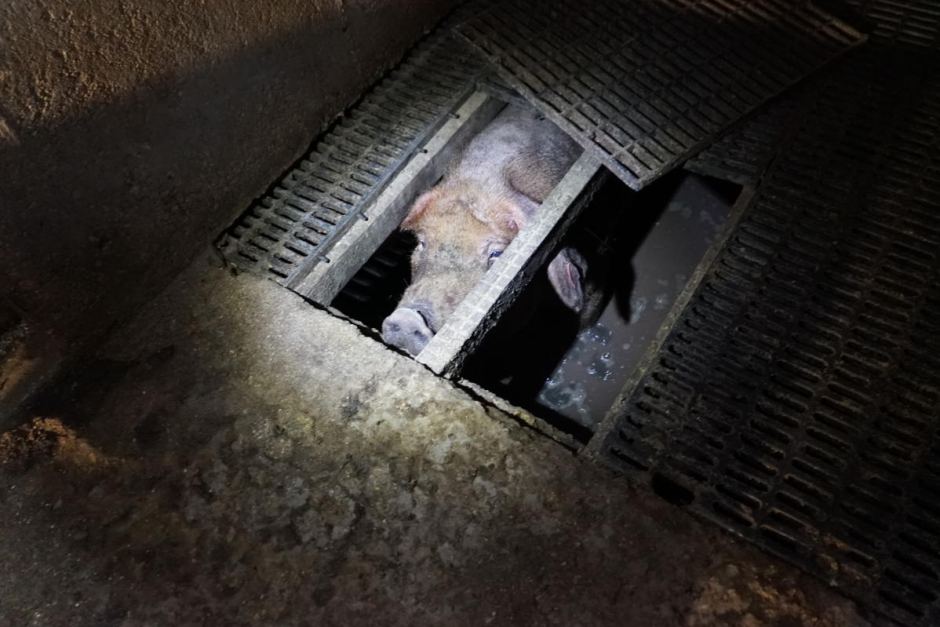 Animal Activists Uncover Shocking Abuse at Australian Pig Farm