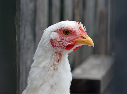 10 facts you should know about factory-farmed chickens