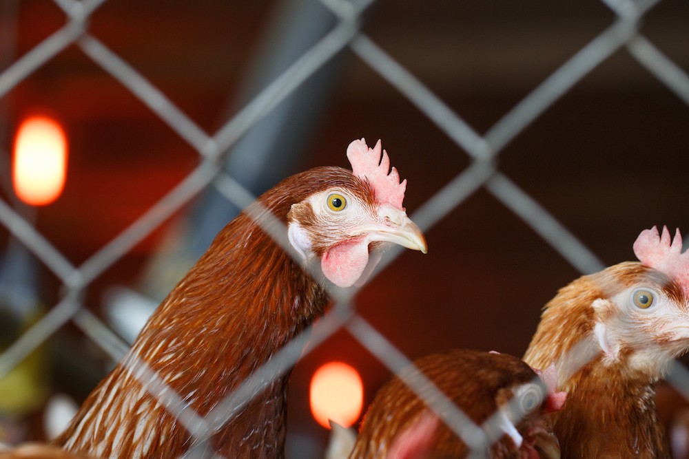 Here's Why the Wealthiest Institutions in the World Might Just Stop Funding Factory Farms