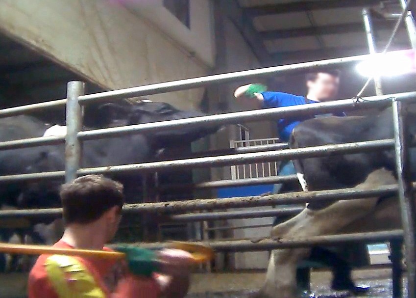 BREAKING! 20 Animal Cruelty Charges Filed After Undercover MFA Video Taken at Canada's Largest Dairy
