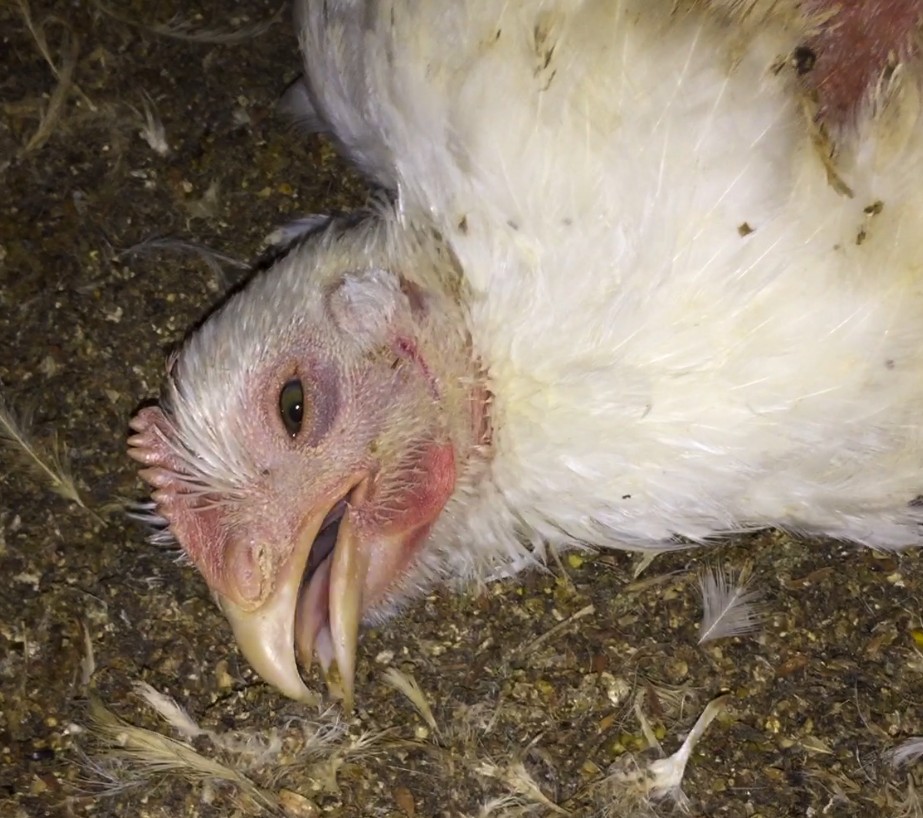 Breaking! Foster Farms Worker Charged With Animal Cruelty Following MFA Investigation