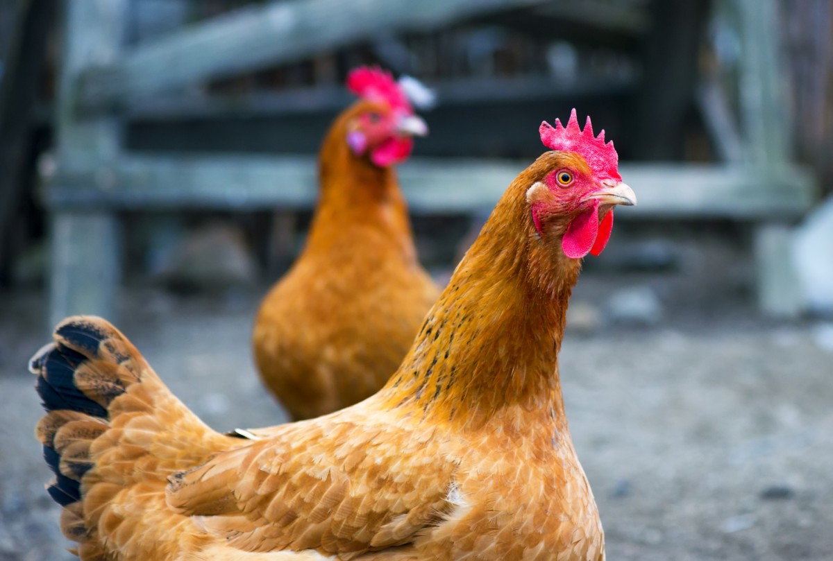 Progress! Canadian Companies Moving Away From Cruel Battery Cages