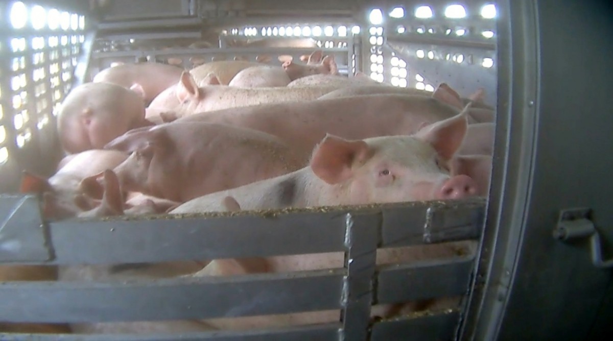 POLL: 90 Percent of Canadians Support Better Transport Laws for Farmed Animals