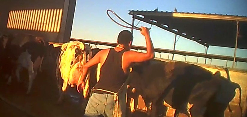 BREAKING! Another Dairy Worker Convicted of Animal Cruelty Following Hidden-Camera Investigation
