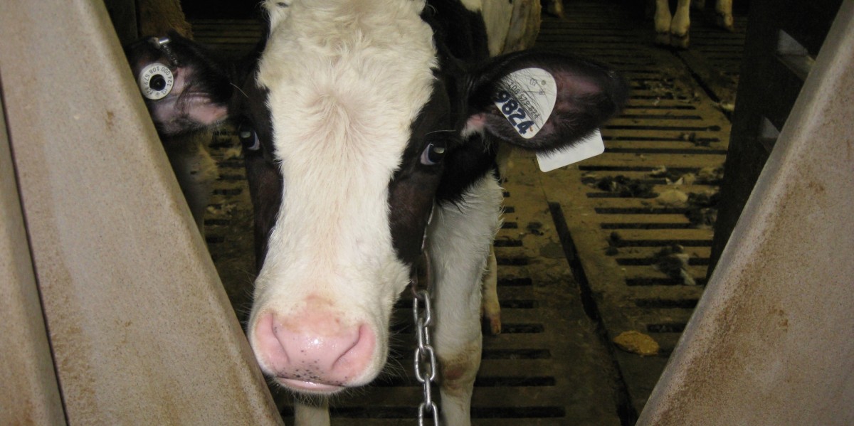 BREAKING! Veal Factory Farm Worker Convicted of Animal Abuse Following MFA Investigation