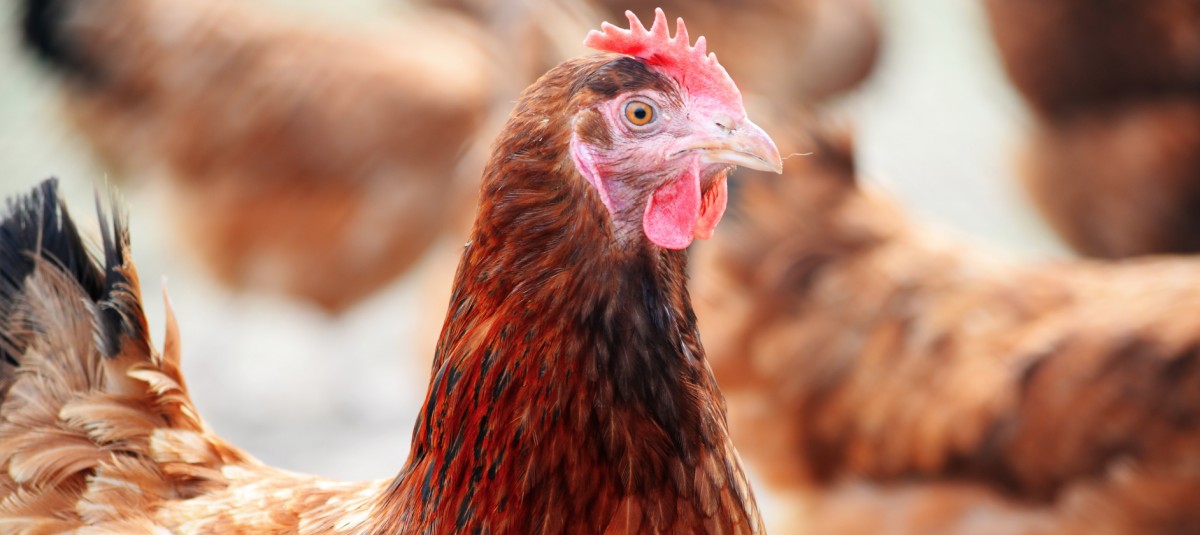 Subject of MFA Investigation Commits to Going Cage-Free