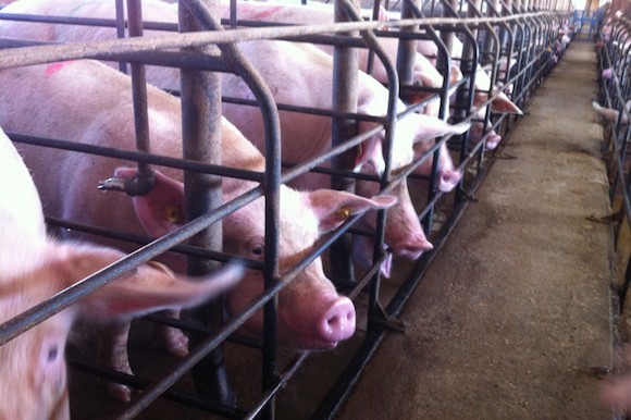 8 Facts You Probably Didn't Know About Ham - Mercy For Animals